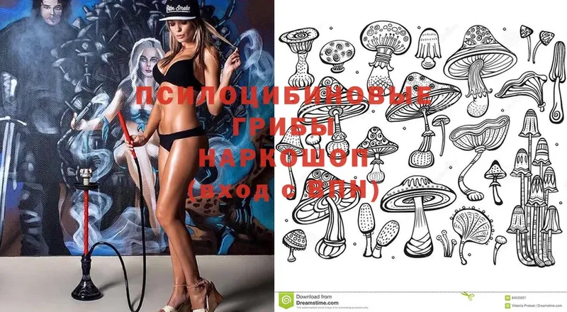 Галлюциногенные грибы Cubensis  Адыгейск 